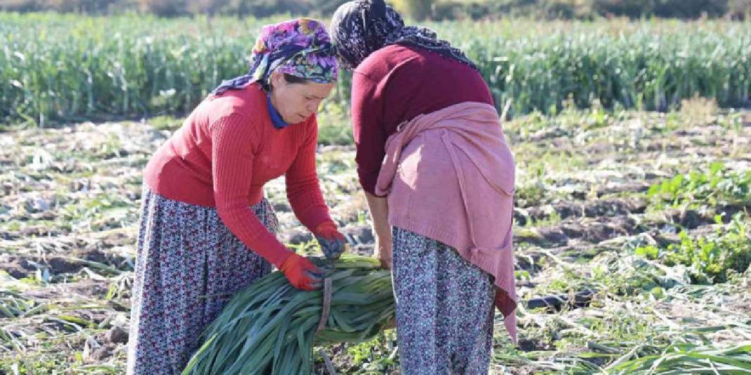 Tarlalarda hasat mesaisi başladı! Dönümde 5-6 ton rekolte: Kilosu 25 TL’den tarladan çıkıyor 6